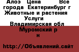 Алоэ › Цена ­ 150 - Все города, Екатеринбург г. Животные и растения » Услуги   . Владимирская обл.,Муромский р-н